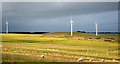 NZ1638 : Sheep in fields near to Stanley Crook by Trevor Littlewood