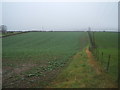 Crop field and hedgerow