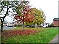 Autumn trees off Yewdale Road, Carlisle