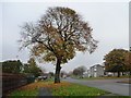 Autumn tree, Orton Road, Carlisle