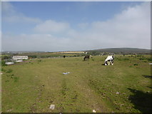 SW3829 : Pasture land near Numphra by David Medcalf