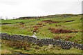 Small beck flowing off the side of Wharfedale