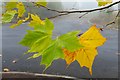 SO6023 : Maple leaves by Jonathan Billinger