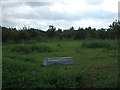 Grazing near the River Waveney