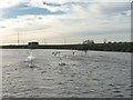 SE5225 : Swans taking off on the River Aire at Wood Holmes by Christine Johnstone