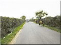 East End, jaywalking ponies