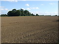 Field and woodland off Green Lane