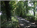 Tree lined minor road