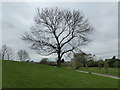 Beech tree in Platt Fields Park