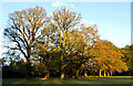 Veteran oak trees, Chapel Row, Berkshire