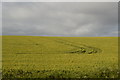 Tramlines in wheat