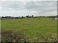 Looking across the fields to Morass Road