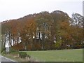 Beech wood and mound, Greenlaw