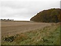 Stubble and Maules Wood