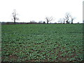 Crop field near Hinkle Grange