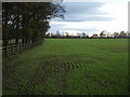 Young crop field near Barton