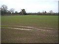 Young crop field off the B1263