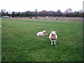 Grazing off Banks Lane, Scorton