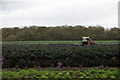 Cropping cabbages, Graveyard Lane, Bickerstaffe