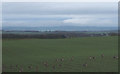 Geese in crop field