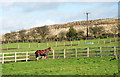 Well dressed horse in paddock