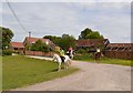 Horse riders on Dorney Common