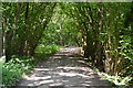 Bridleway, South Park Wood