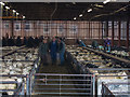 Store Lamb market at Malton