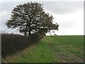 Field margin trees near Mulsoe