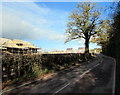 Roadside tree, Coppice Green Lane, Shifnal