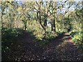 Belvide Reservoir: paths through the wood