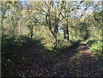 SJ8609 : Belvide Reservoir: paths through the wood by Jonathan Hutchins