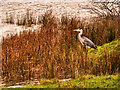 NY3306 : Heron at the Edge of Grasmere by David Dixon