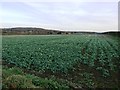 Crop Field near Abdy Farm