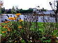 Flowers along Old Mountfield Road, Omagh