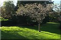 SX9265 : Cherry blossom in November, Tessier Gardens by Derek Harper