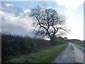 SE6764 : Roadside tree, Moor Lane by Christine Johnstone