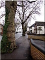 Tree-edged pavement, Clytha Park Road, Newport