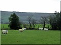 Sheep pasture near Chipping