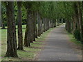 Tree lined path next to the Grand Union Canal