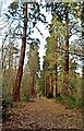 Avenue of Redwood trees in Henry