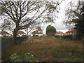 Windmill Lane Allotments, Bushey Heath