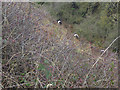 Belted Galloways in Cross Gill