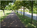 Tree lined path along Kirkstall Place