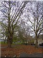 Trees in South Kilburn Open Space