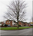 Innage Road tree, Shifnal