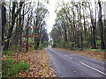 Autumn in Ashgate Road