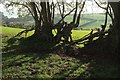 Ash trees, Holcombe