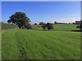 On the S Cheshire Way, NE of Lea Forge