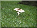 Fungi in the church grounds